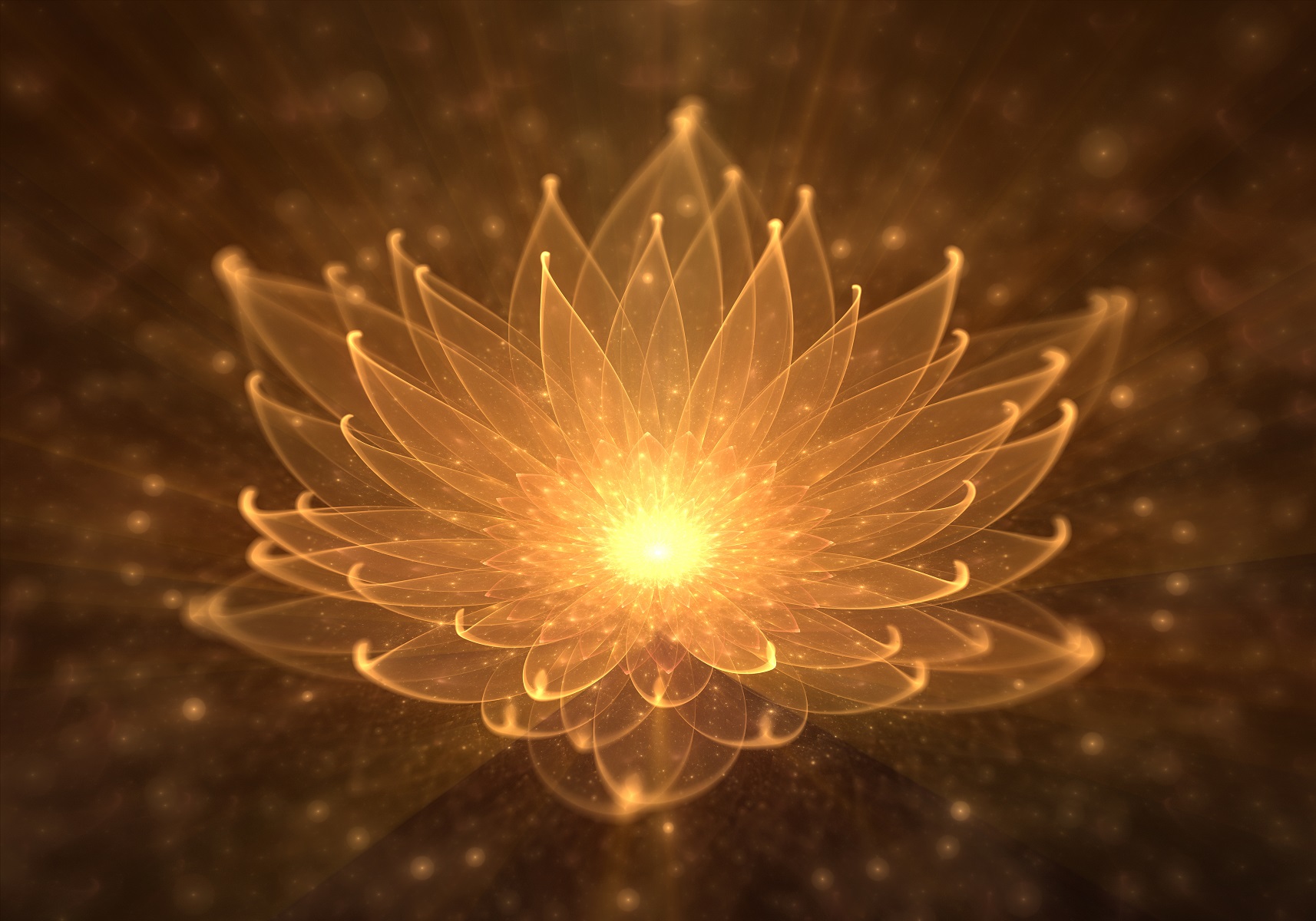 Radiant lotus flower